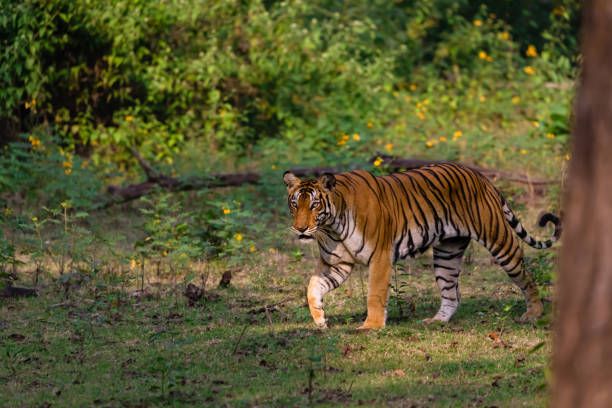 istock A tiger walking in the woods 1472220931