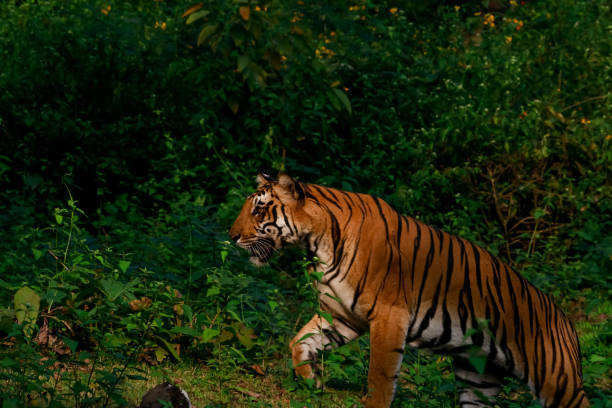 istock A tiger walking in the woods 1472220949