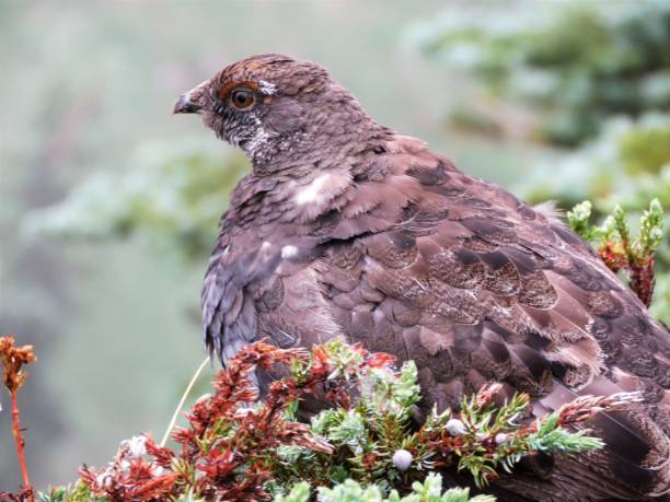istock Blue Grouse - Sooty species 1472221243