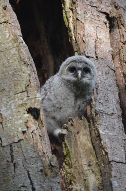 owlet barré barré - 16193 photos et images de collection