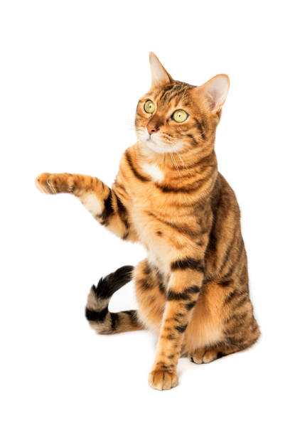 istock Bengal cat with a raised paw on a white background. 1472224194