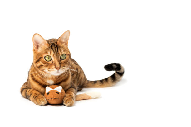 istock Bengal domestic cat playing with a plush mouse on a white background 1472224252