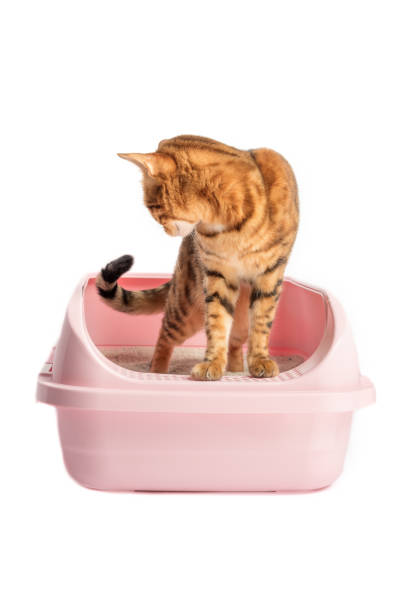 istock Cat in the toilet on a white background 1472224314