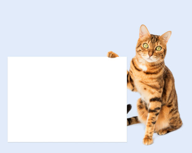 istock Ginger cat with a poster or banner for your text 1472224442