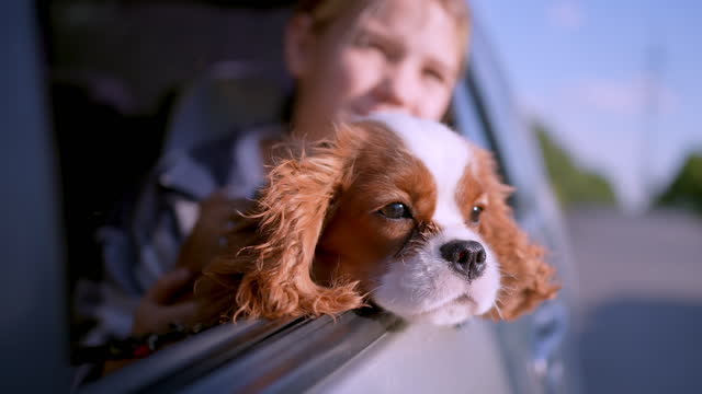 Dog and girl sticking heads out car window. Happy girl in car window with small dog. Have a happy family trip. Cute little child kid girl smiles at wind in car window. Family summer trip travel.
