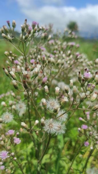 istock Bolivian coriander 1472226506
