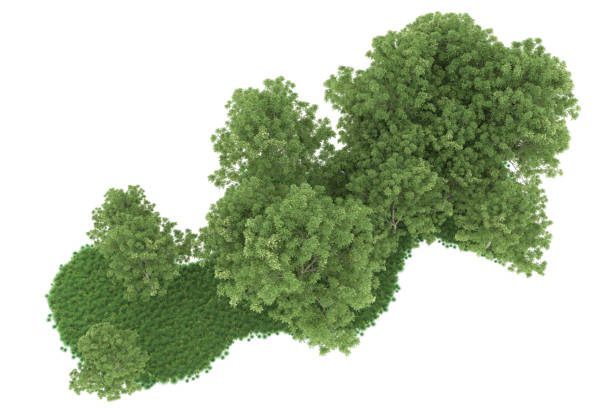 istock Forrest arrangement isolated on background. 3d rendering - illustration description 1472228318