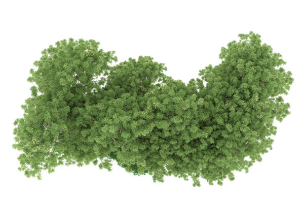 istock Forrest arrangement isolated on background. 3d rendering - illustration description 1472228322
