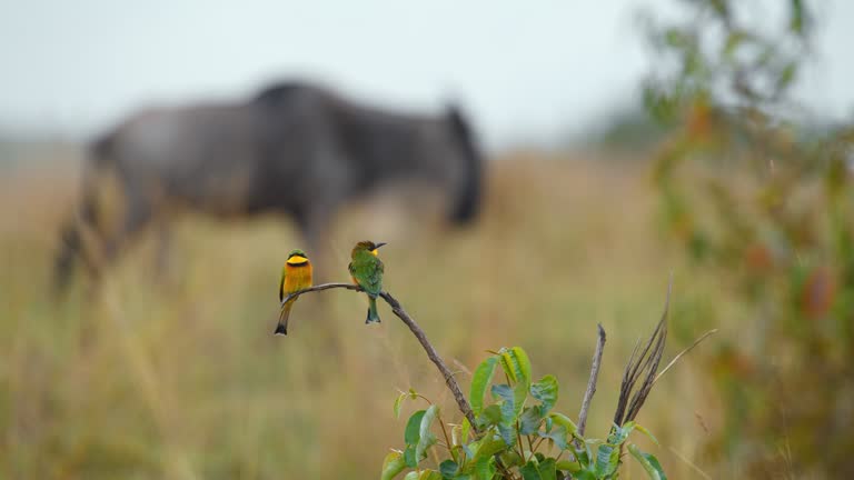 SLO MO A pair of Little bee eaters perching on plant and wildebeest walking in background