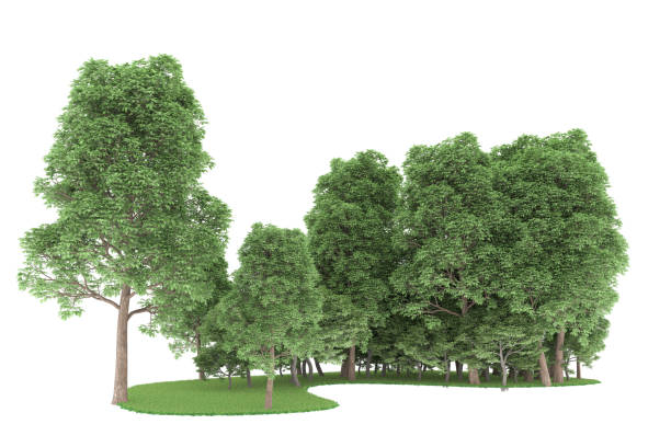 istock Forrest arrangement isolated on background. 3d rendering - illustration description 1472228591