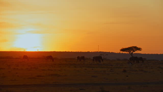Silhouette wildebeests on savannah at Maasai Mara National Reserve at sunset