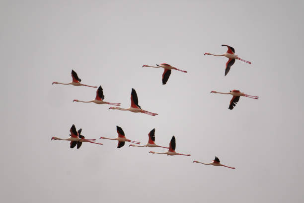 istock Greater Flamingo 1472229086