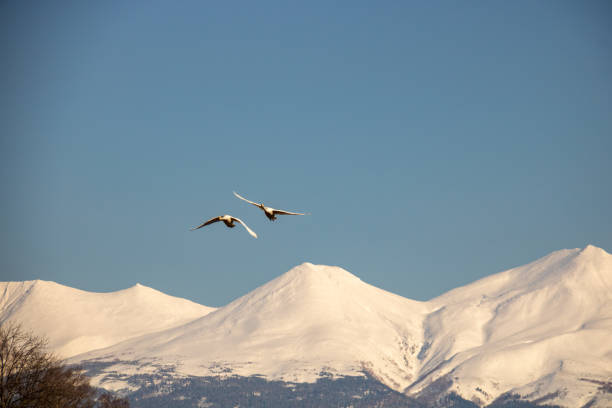 istock Snowy mountains and swans flying in the sky 1472230377