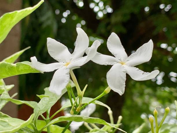 Jasminum Auriculatum Jasminum Auriculatum jasminum auriculatum flowers stock pictures, royalty-free photos & images