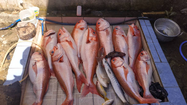 istock fresh fish from sea fishing 1472231362