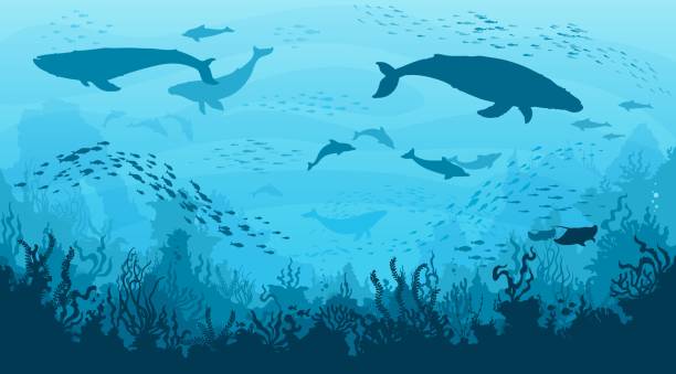 Underwater landscape, whales, dolphins in undersea Underwater landscape, whales and dolphins in undersea, vector ocean deep background. Sperm whale and manta, seaweeds and corals with fish shoal silhouettes on ocean bottom or sea landscape whales stock illustrations