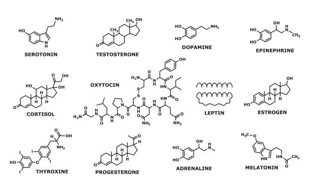 Hormones molecular formula, structure line symbols Hormone formula. Medicine, chemistry and biochemistry science research line symbols, human man and woman hormones formulas. Oxytocin and leptin, thyroxine, progesterone and adrenaline atom structure physical structure stock illustrations