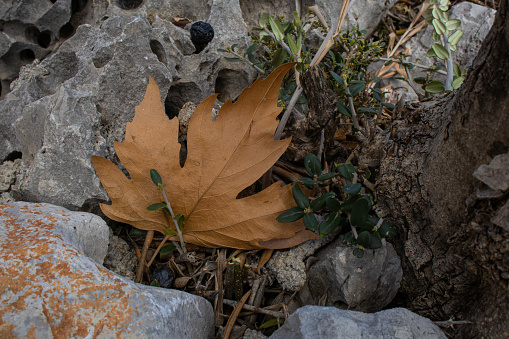 An old maple leaf on a background of thorns and stones.