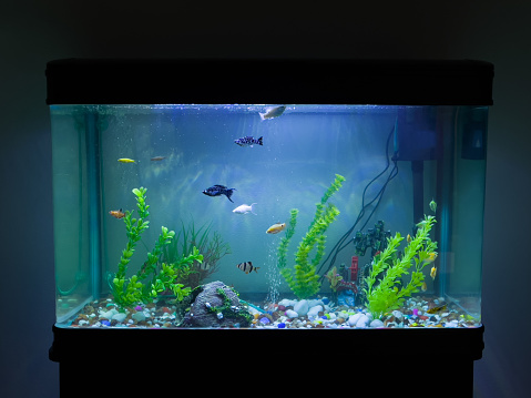 pet fish swimming about in a well lit aquarium with artificial plants and pebbles.