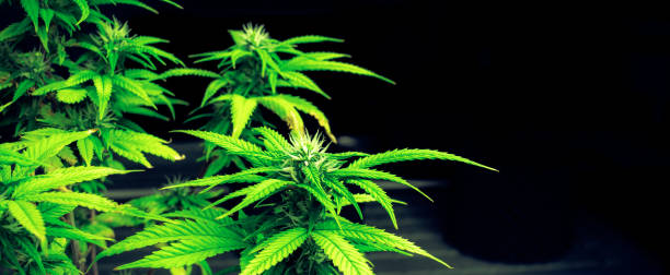 istock Closeup single cannabis plant with gratifying full grown bud ready for harvested 1472235290