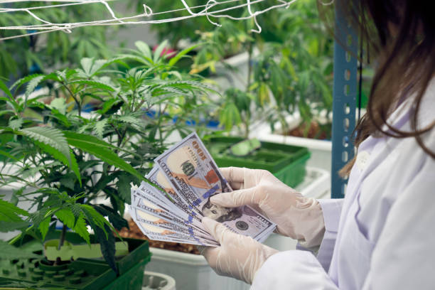 scienziato guadagna denaro dopo aver gratificato il profitto dalla vendita di cannabis medicinale - profiting foto e immagini stock