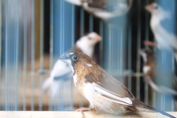 istock beautiful canary in a cage 1472237843