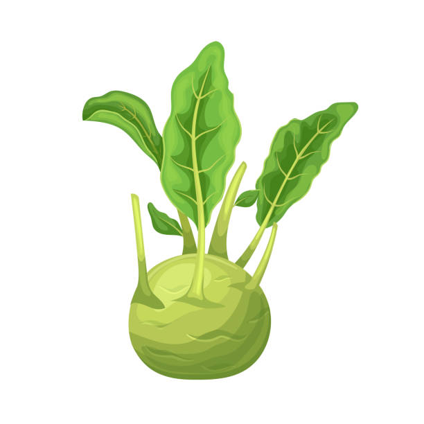 illustrazioni stock, clip art, cartoni animati e icone di tendenza di cavolo rapa verde fumetto illustrazione vettoriale - kohlrabi turnip cultivated vegetable