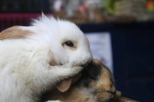 istock cute and cute white and chocolate bunnies 1472238702