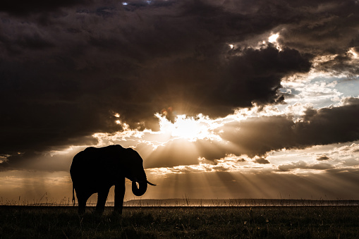 Silhouette of African elephant walking in the wild at sunset. Copy space.