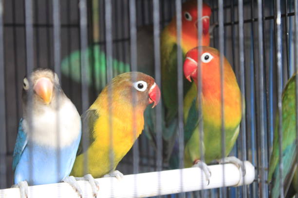 istock beautiful canary in a cage 1472238848