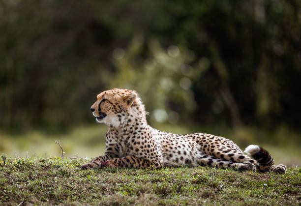 istock Masai Mara cheetah relaxing in grass. 1472238882