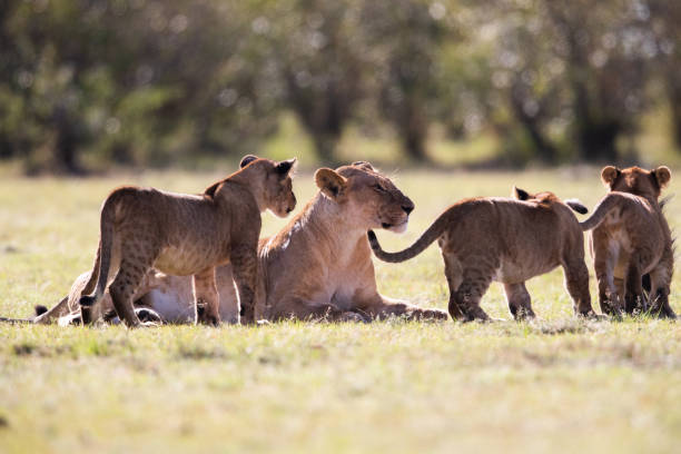 istock Lion cubs with lioness in the wild. 1472238904