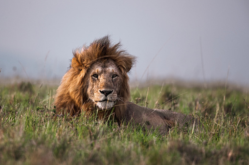Male lion relaxing in grass in the wild. Copy space.