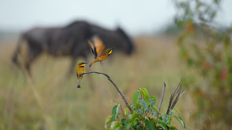 SLO MO Little bee eaters perching on plant at Maasai Mara National Reserve