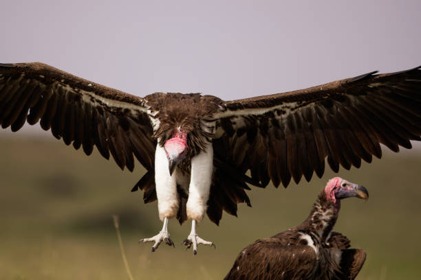 istock Griffon Vulture flying in the wild. 1472238982