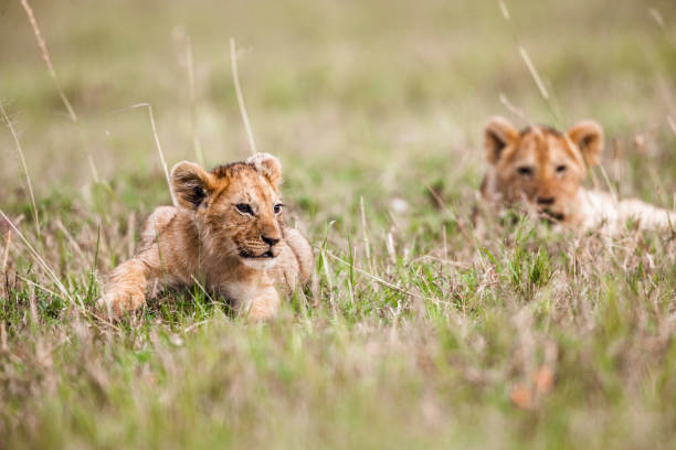 istock Lion cubs relaxing in grass. 1472239030