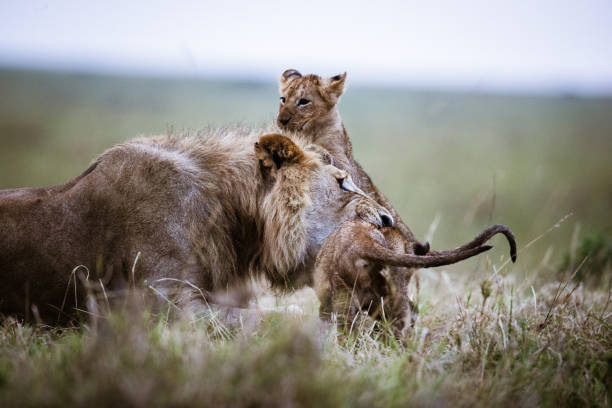 istock Playful cubs with majestic lion. 1472239063