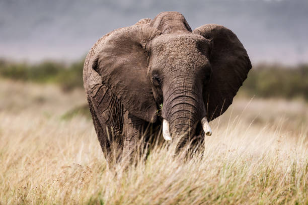 istock African elephant walking in the wild. 1472239143
