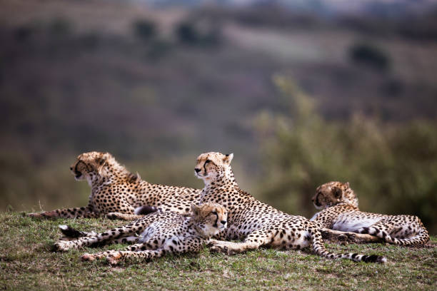 istock Group of Masai Mara cheetahs relaxing in grass. 1472239185