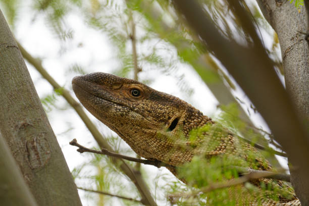 A water Monitor lizard climbs a tree to avoid danger in Namibia