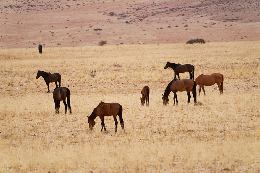 Mustang's survive on the arid plains south western Namibia