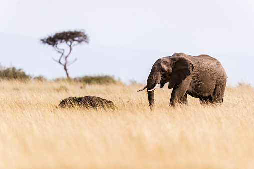 African elephant walking in Masai Mara national reserve. Copy space.