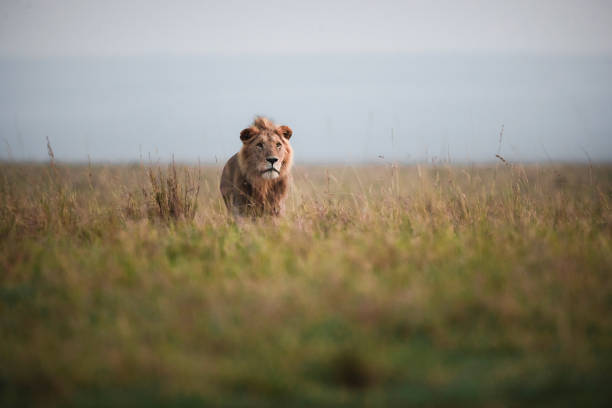 männlicher löwe in freier wildbahn. - lion mane strength male animal stock-fotos und bilder