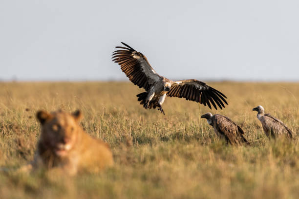 istock Large group of Eurasian griffon vultures in nature. 1472239421