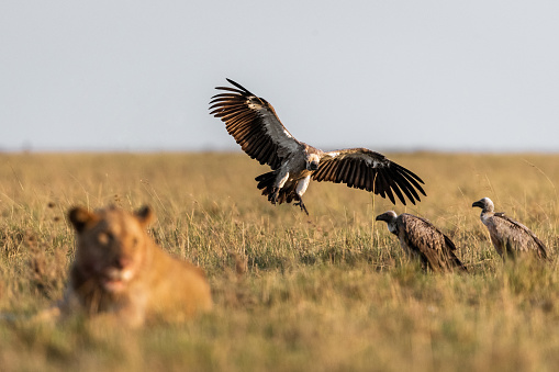 Big male lion in Savuti, Botswana