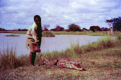 Paga, Ghana - Nov 1958: An African child with a crocodile at the Paga Crocodile Pond near Bolgatanga, Ghana c.1958
