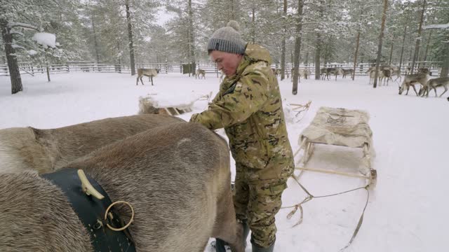 Western Siberia, reindeer herder of the Khanty people harnesses reindeer in sledge.