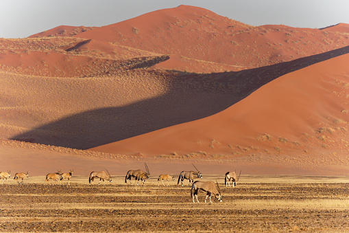 Dromedary Camel calves in a corral eating grass on a desert farm near Al Shahaniya in Qatar