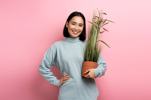 Cheerful housewife standing with pleased smile and holding flowerpot, admiring green large plant, loves gardening. Indoor studio shot isolated on pink background