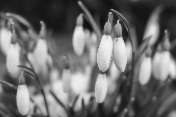 istock A bunch of snowdrops in black and white 1472244018